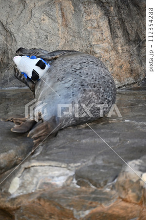 しながわ水族館 ゴマフアザラシ アザラシショー しながわ水族館 ゴマフアザラシ アザラシショー 112354288