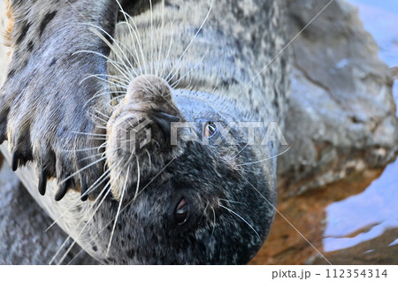 しながわ水族館 ゴマフアザラシ アザラシショー しながわ水族館 ゴマフアザラシ アザラシショー 112354314