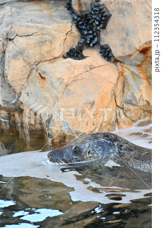 しながわ水族館　ゴマフアザラシ　アザラシショー 112354318