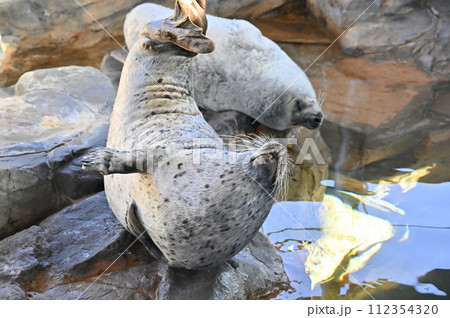 しながわ水族館 ゴマフアザラシ アザラシショー しながわ水族館 ゴマフアザラシ アザラシショー 112354320