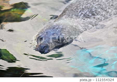 しながわ水族館 ゴマフアザラシ アザラシショー しながわ水族館 ゴマフアザラシ アザラシショー 112354324