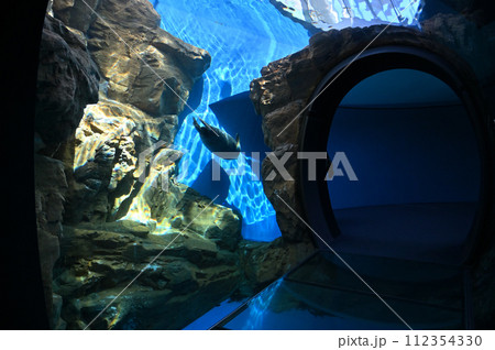 しながわ水族館　ゴマフアザラシ　アザラシショー 112354330