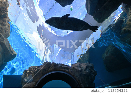 しながわ水族館 ゴマフアザラシ アザラシショー しながわ水族館 ゴマフアザラシ アザラシショー 112354331