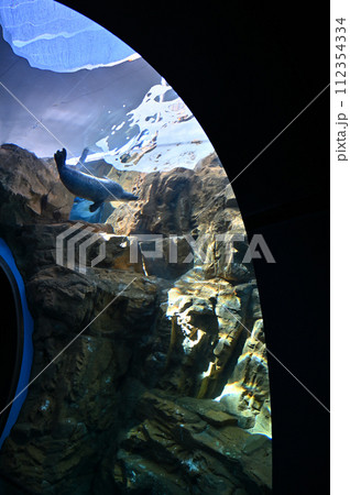 しながわ水族館 ゴマフアザラシ アザラシショー しながわ水族館 ゴマフアザラシ アザラシショー 112354334