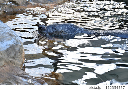 しながわ水族館 ゴマフアザラシ アザラシショー しながわ水族館 ゴマフアザラシ アザラシショー 112354337