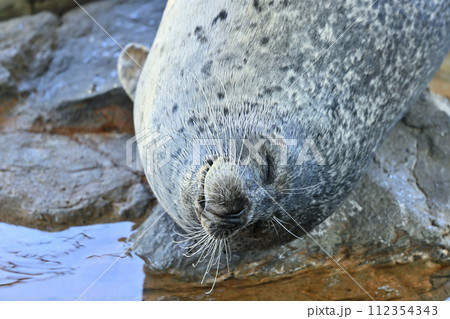 しながわ水族館 ゴマフアザラシ アザラシショー しながわ水族館 ゴマフアザラシ アザラシショー 112354343