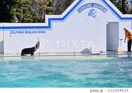 しながわ水族館 アシカ アシカショー しながわ水族館 アシカ アシカショー 112354515