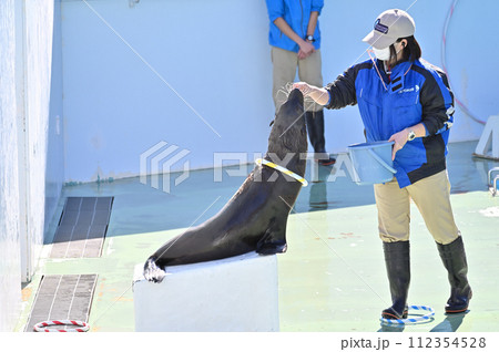 しながわ水族館　アシカ　アシカショー 112354528