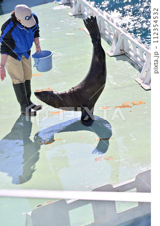 しながわ水族館 アシカ アシカショー しながわ水族館 アシカ アシカショー 112354532
