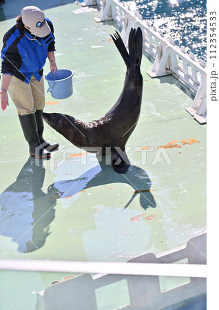 しながわ水族館　アシカ　アシカショー 112354533