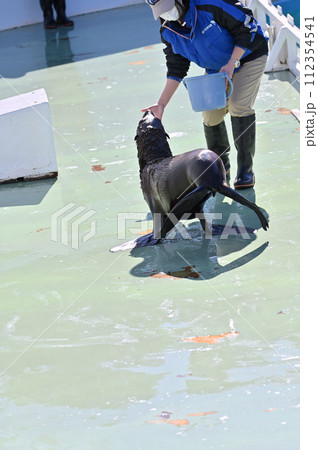 しながわ水族館　アシカ　アシカショー 112354541