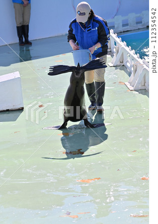 しながわ水族館　アシカ　アシカショー 112354542