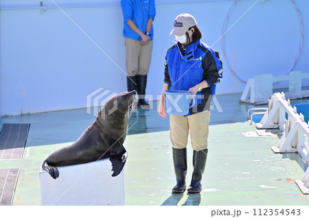 しながわ水族館　アシカ　アシカショー 112354543