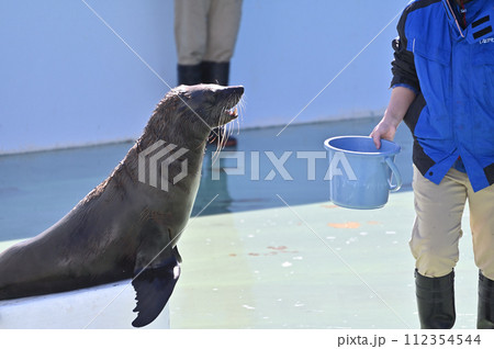 しながわ水族館　アシカ　アシカショー 112354544