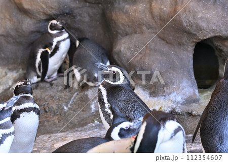 しながわ水族館　マゼランペンギン　ペンギンランド 112354607