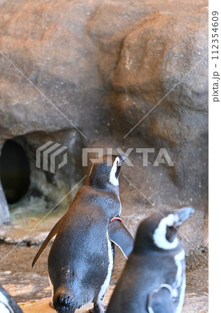 しながわ水族館 マゼランペンギン ペンギンランド しながわ水族館 マゼランペンギン ペンギンランド 112354609