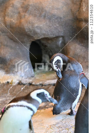 しながわ水族館　マゼランペンギン　ペンギンランド 112354610