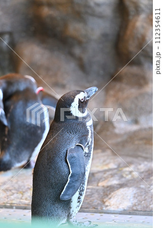 しながわ水族館　マゼランペンギン　ペンギンランド 112354611