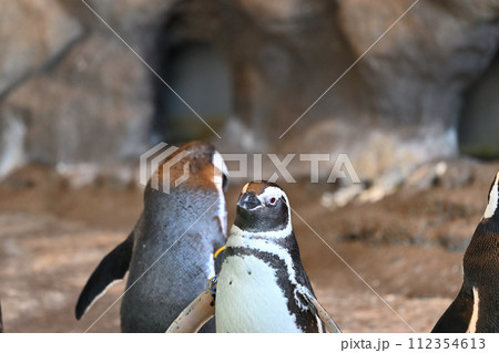 しながわ水族館 マゼランペンギン ペンギンランド しながわ水族館 マゼランペンギン ペンギンランド 112354613