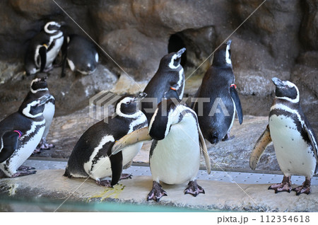 しながわ水族館　マゼランペンギン　ペンギンランド 112354618