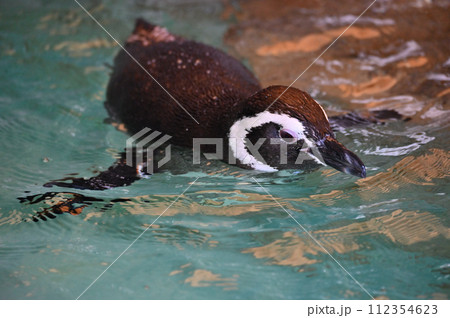 しながわ水族館　マゼランペンギン　ペンギンランド 112354623