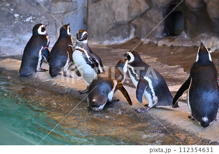 しながわ水族館 マゼランペンギン ペンギンランド しながわ水族館 マゼランペンギン ペンギンランド 112354631