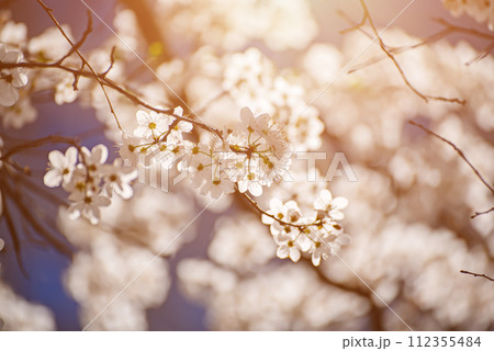 Apricot tree blossoms 112355484