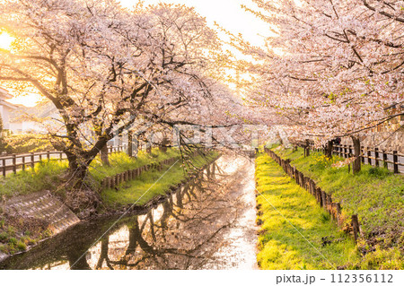 川越氷川神社裏の新河岸川沿いに咲く満開の桜 112356112