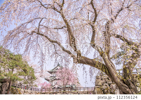 青森絶景 弘前城と満開の枝垂れ桜 青森絶景 弘前城と満開の枝垂れ桜 112356124