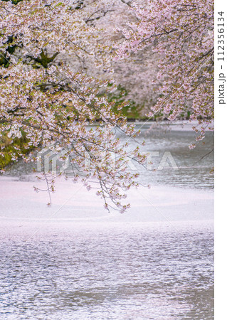 東北の春絶景　弘前城外堀の花筏 112356134