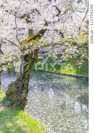 東北の春絶景 弘前城外堀の花筏 東北の春絶景 弘前城外堀の花筏 112356148
