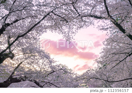 桃色に染まる弘前城の桜とハート型の空 112356157