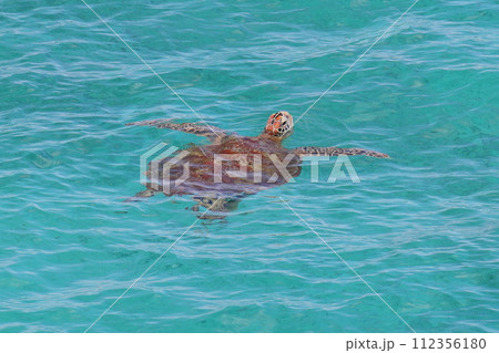 沖縄県国頭郡今帰仁村 古宇利大橋からの古宇利ブルーの海を泳ぐウミガメ 沖縄県国頭郡今帰仁村 古宇利大橋からの古宇利ブルーの海を泳ぐウミガメ 112356180