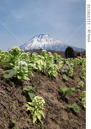 早春の羊蹄山 112356218