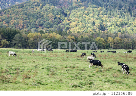 放牧されている牛 112356389