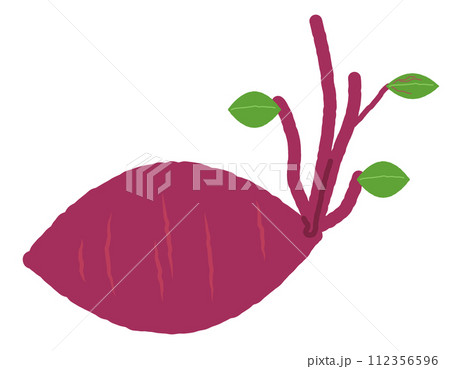 放置して芽がでたサツマイモ 放置して芽がでたサツマイモ 112356596