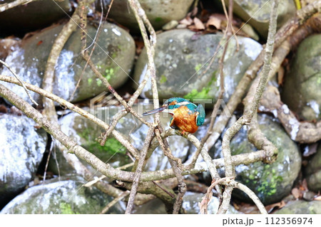 枝に止まるカワセミ 112356974