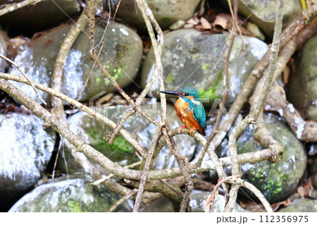 枝に止まるカワセミ 112356975
