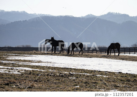早春のサラブレッド牧場 早春のサラブレッド牧場 112357201