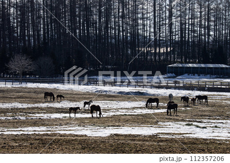 早春のサラブレッド牧場 112357206