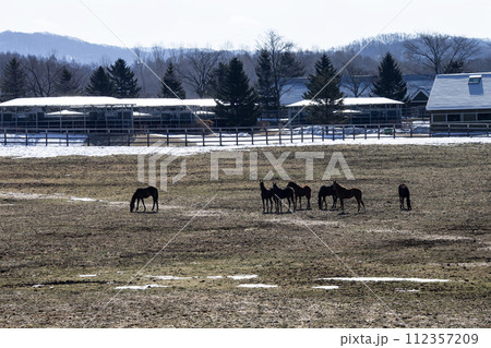早春のサラブレッド牧場 112357209