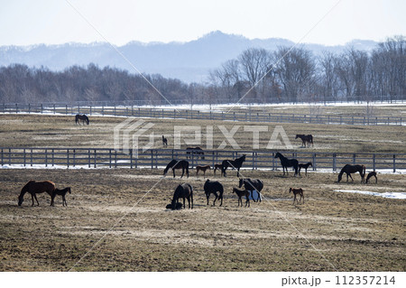 早春のサラブレッド牧場 112357214