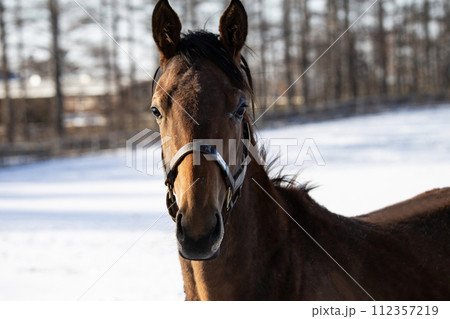 早春のサラブレッド牧場 112357219