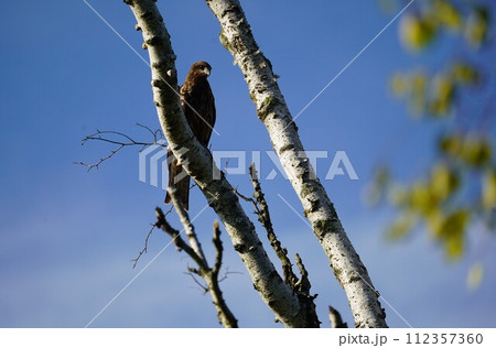 木の上から獲物を探す、トビ 112357360