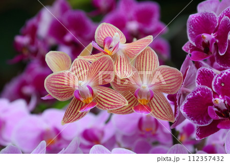 ラン科植物で洋ランの一種コチョウラン（胡蝶蘭）の花クローズアップ 112357432