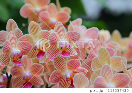 ラン科植物で洋ランの一種コチョウラン（胡蝶蘭）の花クローズアップ 112357439