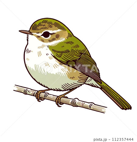 ウグイス　イラスト　かわいい　動物 112357444