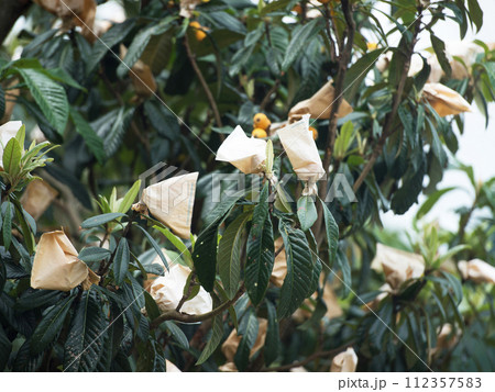 下津のびわ 112357583