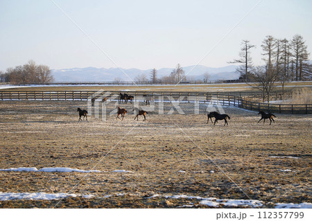 早春のサラブレッド牧場 早春のサラブレッド牧場 112357799