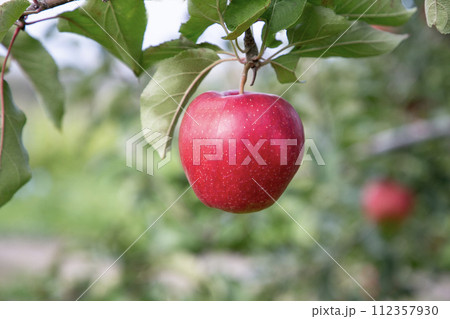 果樹園のリンゴ 果樹園のリンゴ 112357930